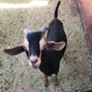 Meet your Posher, Cindy